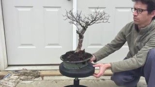 Bonsai Tribute - Marian Danco 2016
Longtime member of Hinoki Bonsai Club and Roanoke Council of Garden Clubs, Marian Danco passed away January 2016. She donated her trees to the HBC members. Here they are for all their faults & glory.
Not the typical video for this channel, but we learn from our elders - respects must be paid. Bonsai trees will outlive us given the proper care. It is important to teach others the joy of bonsai so the future of these trees may be secured.
CORRECTION: The Mugo Pine is incorrectly labeled as a Japanese Black Pine
More videos of Bonsai, How Tos, Collection, & more to come.
Like, Share & Subscribe!
Follow me on Instagram:
https://www.instagram.com/appalachian_bonsai
0:00 Introduction
0:01 CHINESE ELM
1:01 JAPANESE MAPLE
1:28 MUGO PINE
3:23 AZALEA
3:56 PFITZER JUNIPER Bonsai Tribute - Marian Danco 2016