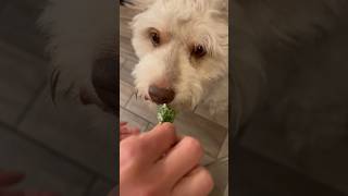 Puppy enjoys Salad  #health #puppy #doodle #dog #viral #funny #shorts #shortvideo #short