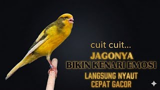 SUARA PANCINGAN BURUNG KENARI PAUD CUIT CUIT BIKIN EMOSI DIJAMIN LANGSUNG NYAUT CEPAT GACOR