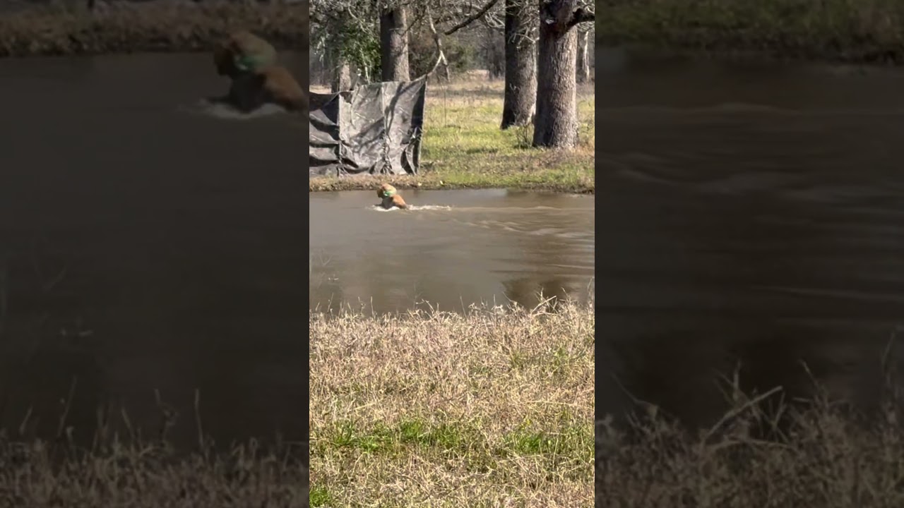 Maverick @ AKC Hunt Test 