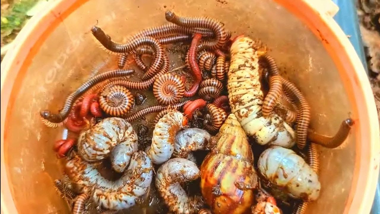 Amazing Ground Bugs discovery! catch larvae, small red Millipede, black millipede