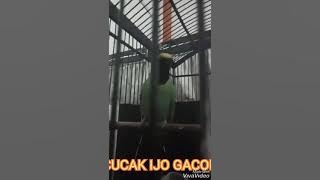 Cucak Ijo paling gacor, buat masteran,buat isian buat guru vokal,mak nyosss!!!