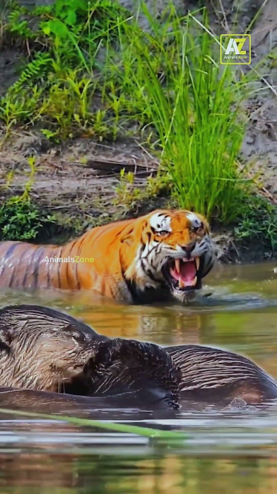 TIGER AND OTTER !! Suara Indah Dari Harimau Saat Bertemu Berang Berang #shorts