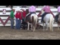 Horse Killed at Cowtown Rodeo