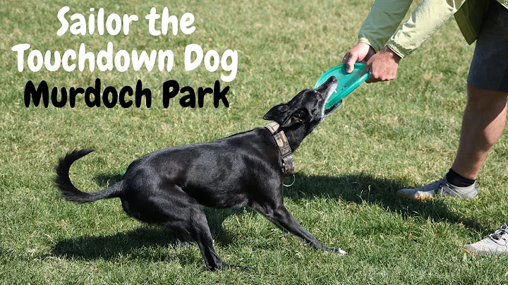 Sailor the Touchdown Dog Training Session in Bridgeland Calgary