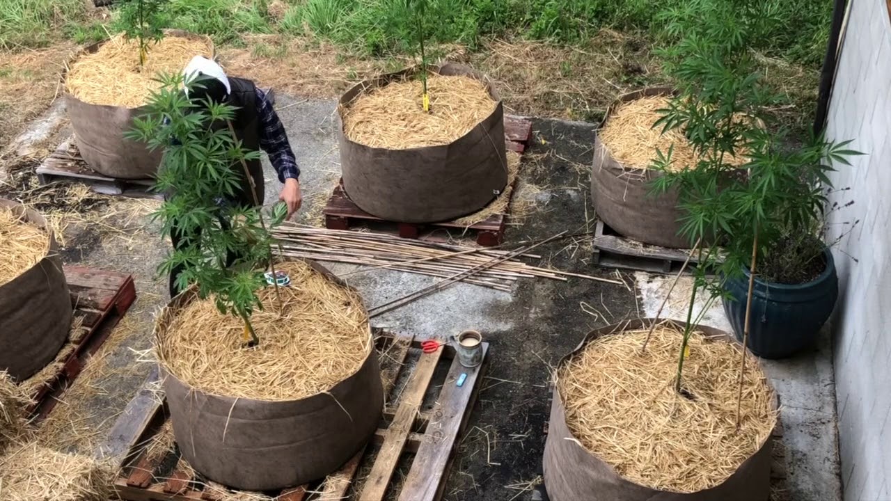 Grow Sisters, Season 2, Sister Grow Your Own - Training