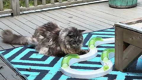 Watch the video about Big cute fluffy MaineCoon kitties zoomies on the catio funny cats pets animals family vlog