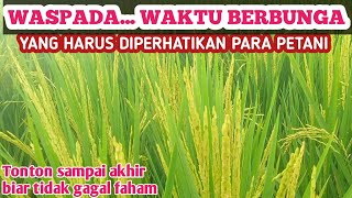 AWAS... PETANI HARUS TAHU WAKTU INI HASILNYA MAKSIMAL