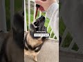 Discover why thousands of dog parents are switching to Aura Pets Nano-Drops!