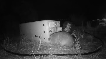 Wild raccoons are flexible learners, puzzle box study shows