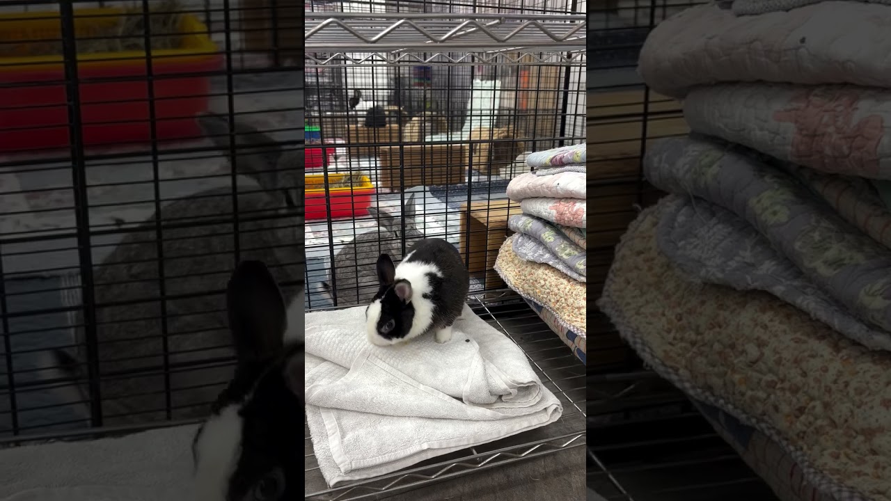【未開放認養】笑牙 縮圖