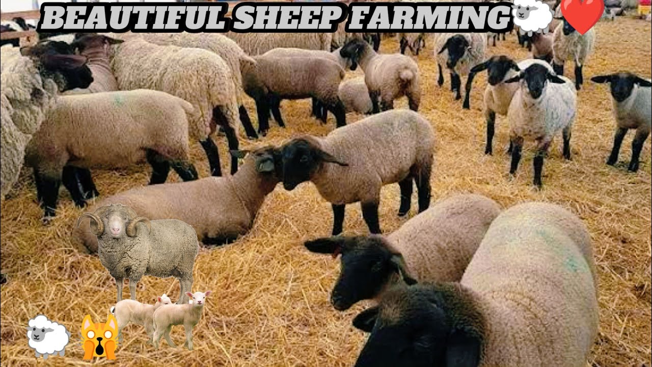 Beautiful Sheep Farm | Peaceful Village Life & Cute Sheep 🐑🌾