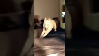 Legia Warszawa Sie W Gacje Zesrala