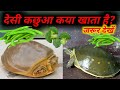 देसी कछुआ क्या खाता है ? || कछुआ पालने वाले जरूर देखें || #कछुआ 