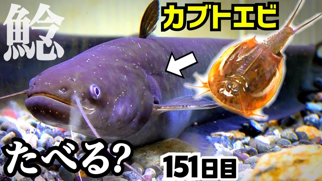 ナマズはカブトエビを食べるか検証してみた結果 やせたナマズ151日目 Youtube ナマズはカブトエビを食べるか検証してみた結果 やせたナマズ151日目 Youtube
