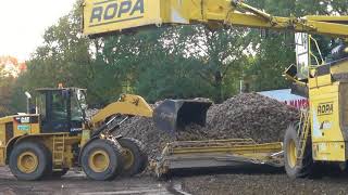 Bieten laden 2017 - ROPA Euro Maus 4 | First time Sugar Beet loading in Gelderland (NL)