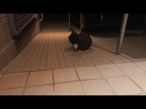 寒空の中やってきた野良猫モンちゃんゲリラライブ