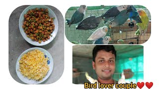 Soft food for lovebirds,, and lovebirds mutation of our farm.. screenshot 1