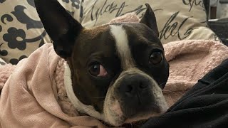 Smart Boston Terrier Solves the Mystery Puzzle