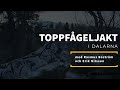 Toppfågeljakt i Älvdalsskogarna.