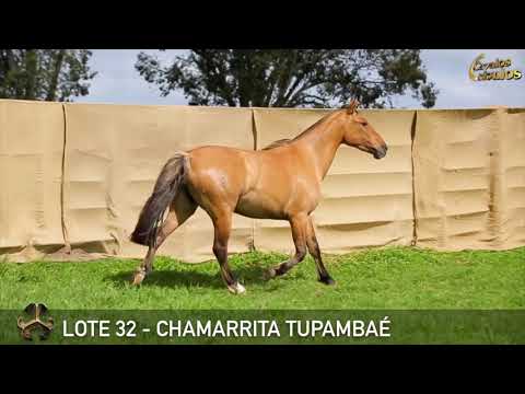 LOTE 32   CANTINA TUPAMBAÉ