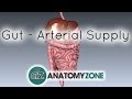 Blood Supply to the Gut (Introduction) - Part 1 (Arterial Supply)