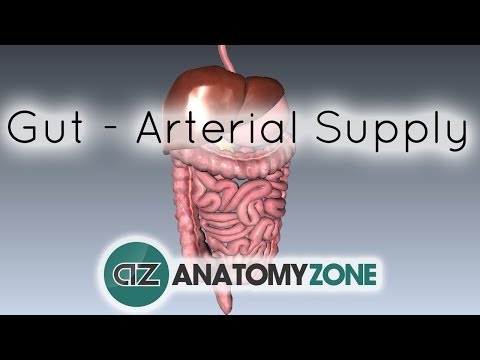 Blood Supply to the Gut (Introduction) - Part 1 (Arterial Supply)