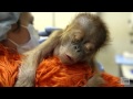 Caring for a newborn orangutan baby