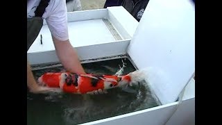 Visiting Quality Koi Farm Visiting Quality Koi Farm