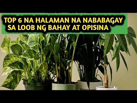 Video: Norichnik Knotty - Isang Mahusay Na Halaman Ng Honey At Manggagamot