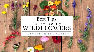 WILDFLOWERS: How to PLANT and GROW wildflowers that COME BACK YEAR after YEAR! screenshot 5