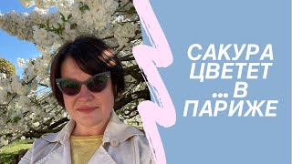 Сакура цветет в парижском саду.