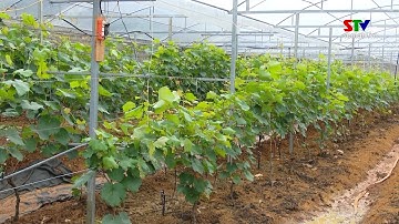 ỨNG DỤNG CÔNG NGHỆ CAO TRONG SẢN XUẤT NÔNG NGHIỆP