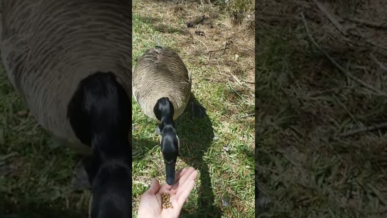 Hand Feeding Wild Animals