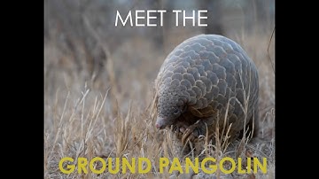 Meet the ground pangolin