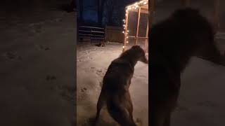 Pitbull Bursts From Snowy Coop, Flips The Coyote, And Chases It Off Under New Year Lights At Night.