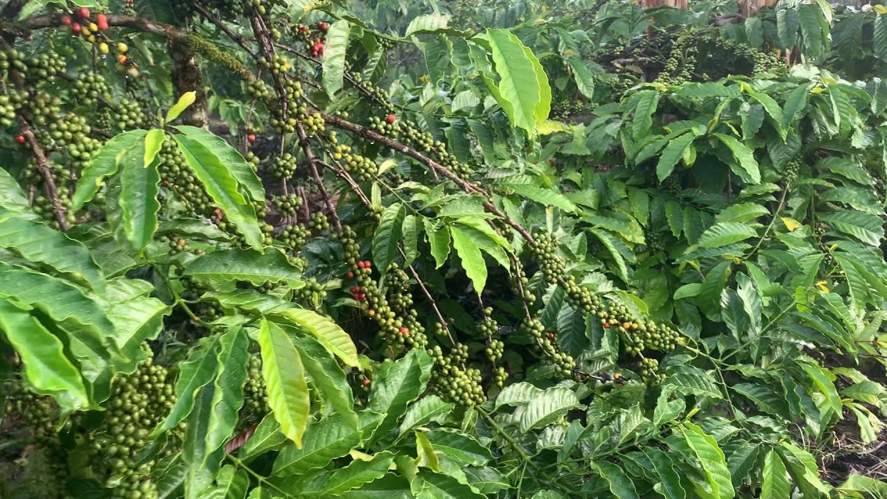 Perawatan setelah panen agar kopi tetap lebat
