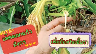 แก้วมังกร#ดอกแก้วมังกร#ผลไม้