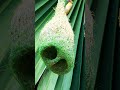 Engineer Of Wild How Amazing Weaver Bird Making Nest 30002#birds #birdsong #wildlife