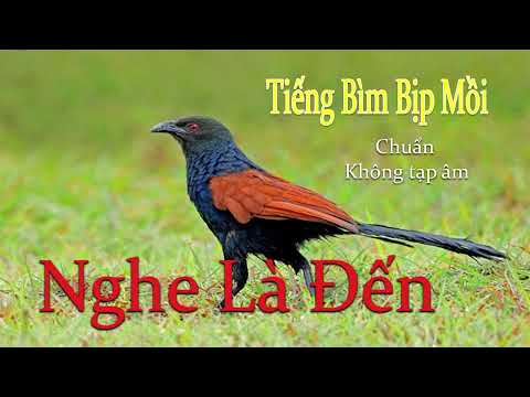 Tiếng Bìm Bịp Gọi Bạn Tình File Bìm Bịp Mồi Chuẩn Mới Nhất Nghe Là đến