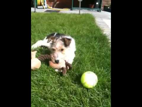 Kensie my wire haired fox terrier playing with her...