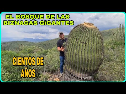 El Bosque de las Biznagas Gigantes! Encontramos los cactus más enormes.