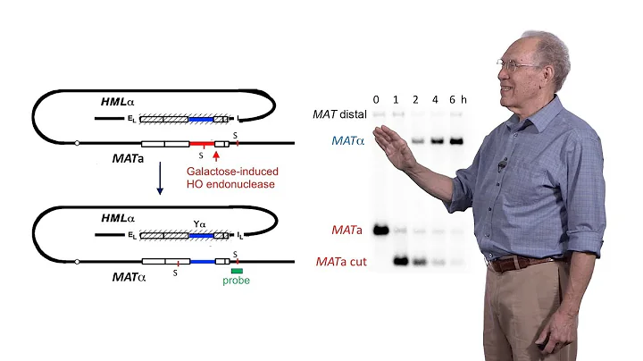 James Haber (Brandeis) 2: Molecular Mechanisms of ...