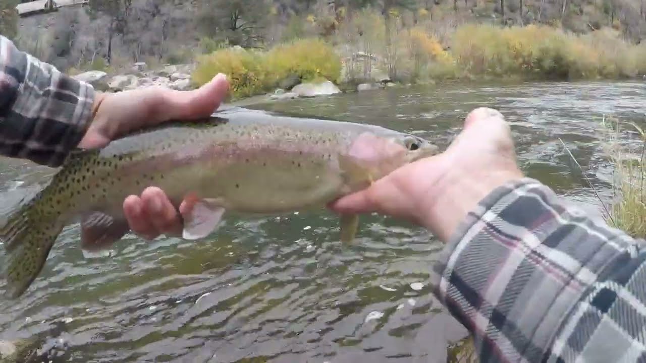 Nice Rainbows Scouting the North Fork of the Feather River