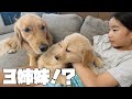 【ゴールデンレトリバー】生後2ヶ月の新しい家族をお迎えします♪