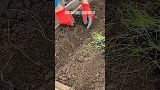 I plant onion seedlings only in this way #onion #seedlings #way