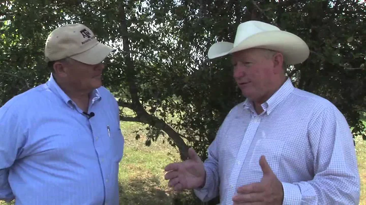 Ron Gill - Drought Cattle Management - What to Feed