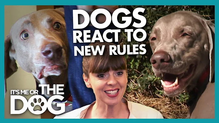 The Moment Four Wild Weimaraners Realise It's time...