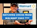 HATCHING CHICKS FROM WALMART EGGS ???