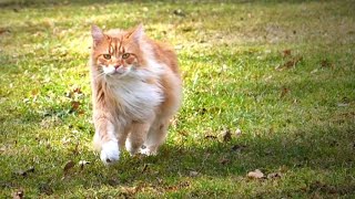 Cats in Slow Mo – Very Relaxing! by 14Kittens 15,154 views 5 years ago 4 minutes, 32 seconds